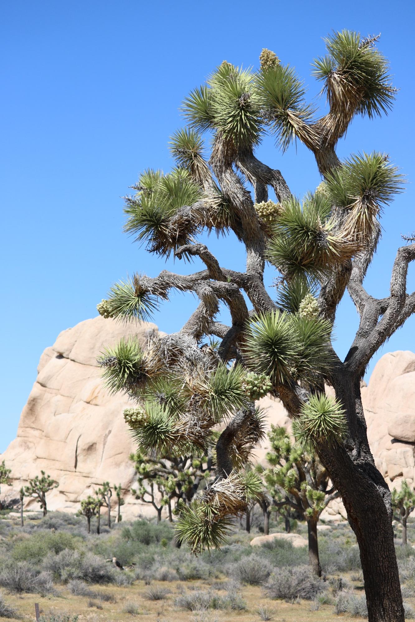 Climbing at Joshua Tree, CA — Joshua Tree — Spring Send Session — Hidden Valley — photo 7